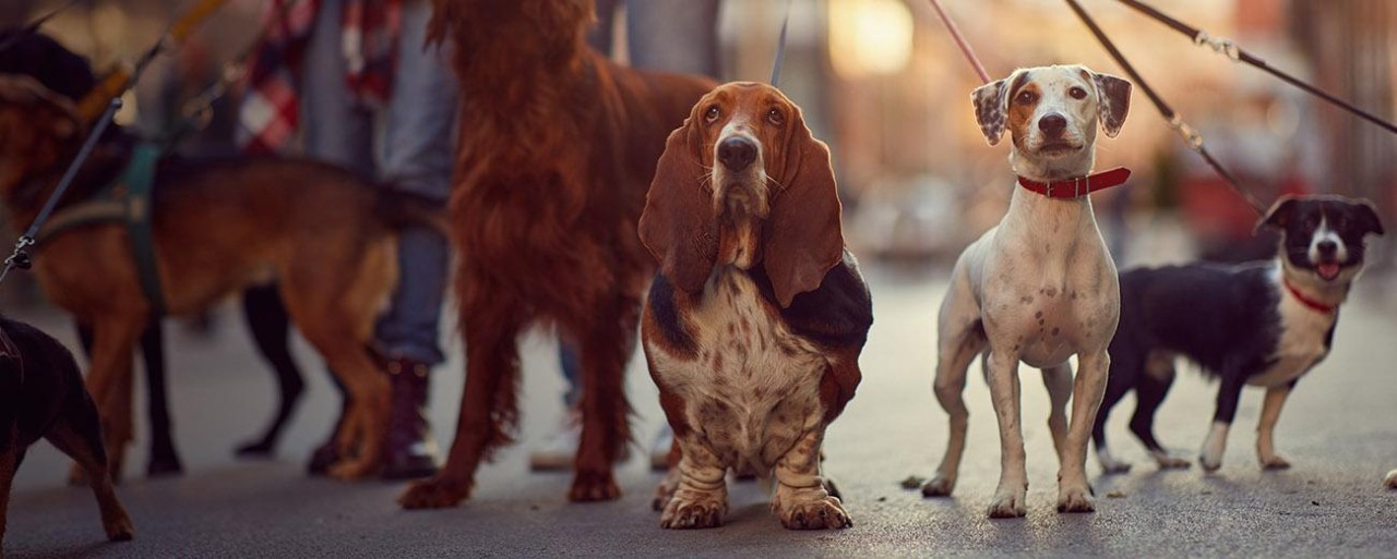 dogs love walks